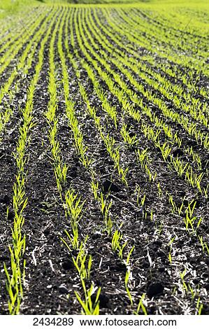 Stock Photo - Planted lines of a grain field backlit; Alberta, Canada. Fotosearch
