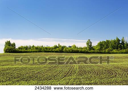 Stock Photo - Planted lines of a grain field on a rolling hillside with treed area, blue sky and clouds in background; Alberta, Canada. Fotosearch