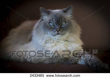 Portrait of a Himalayan cat; Ontario, Canada View Large Photo Image Stock Photography - Portrait of a Himalayan cat; Ontario, Canada. Fotosearch