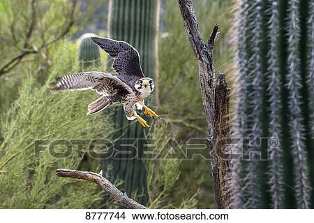Picture - Prairie falcon (falco mexicanus), Sonoran desert; Arizona, United States of America. Fotosearch