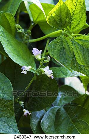 Stock Photo - Provider bush beans delicate lavender-white flower covered with early morning dew drops; Toronto, Ontario, Canada. Fotosearch