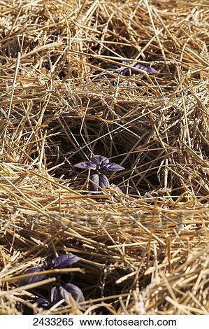 Purple basil plants growing in straw mulch; Brampton, Ontario, Canada View Large Photo Image Stock Photography - Purple basil plants growing in straw mulch; Brampton, Ontario, Canada. Fotosearch