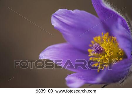 Stock Image - Purple crocus; Yukon, Canada. Fotosearch
