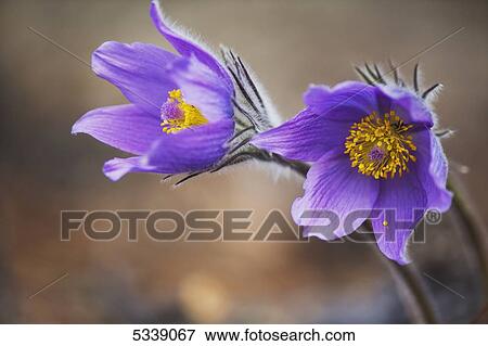 Purple crocus; Yukon, Canada View Large Photo Image Stock Photo - Purple crocus; Yukon, Canada. Fotosearch