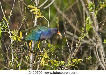 Stock Image - Purple gallinule (Porphyrula martinica) perched on a branch eating catkins, Everglades National Park; Florida, United States of America. Fotosearch