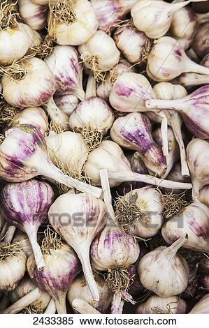 Stock Photography - Purple hardneck garlic; Toronto, Ontario, Canada. Fotosearch