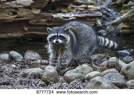 Raccoon (procyon lotor); Washington, United States of America View Large Photo Image Picture - Raccoon (procyon lotor); Washington, United States of America. Fotosearch