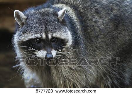 Stock Image - Raccoon (procyon lotor); Washington, United States of America. Fotosearch