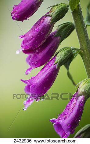 Stock Photograph - Raindrops cling to Foxglove petals; Astoria, Oregon, United States of America. Fotosearch