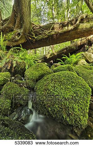 Stock Image - Rainforest in Avatar Grove near Tofino; British Columbia, Canada. Fotosearch