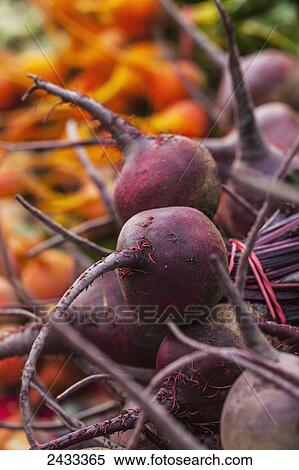 Red and golden beets at a farmers market; Toronto, Ontario, Canada View Large Photo Image Stock Photography - Red and golden beets at a farmers market; Toronto, Ontario, Canada. Fotosearch