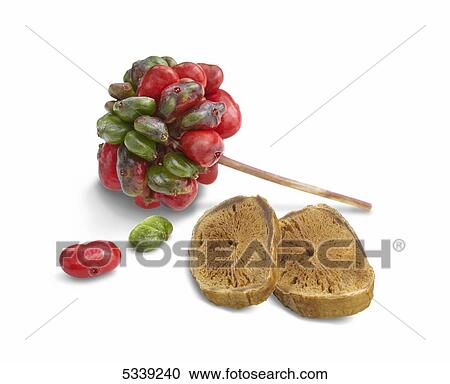 Stock Image - Red and green seeds growing in a cluster on a stem with slices of a vegetable. Fotosearch