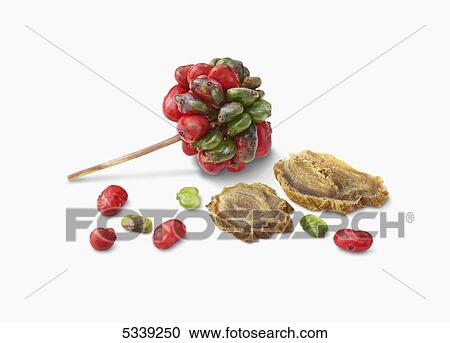 Stock Image - Red and green seeds growing in a cluster on a stem with slices of a vegetable. Fotosearch