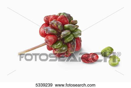 Red and green seeds growing in a cluster on a stem View Large Photo Image Stock Photo - Red and green seeds growing in a cluster on a stem. Fotosearch