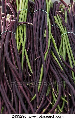 Stock Image - Red and green Yard Long Beans (Vigna unguiculata subso. sesquipedalis); Toronto, Ontario, Canada. Fotosearch