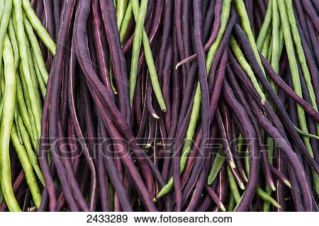 Red and green Yard Long Beans (Vigna unguiculata subso. sesquipedalis); Toronto, Ontario, Canada View Large Photo Image Stock Photo - Red and green Yard Long Beans (Vigna unguiculata subso. sesquipedalis); Toronto, Ontario, Canada. Fotosearch