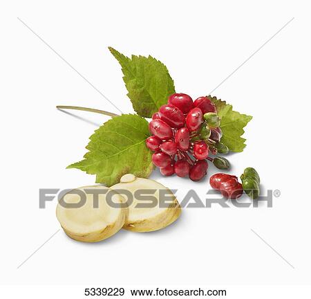Stock Photo - Red berries on a stem with green leaves and slices of a root vegetable. Fotosearch