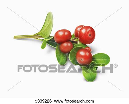 Stock Photograph - Red berries on a stem with green leaves. Fotosearch
