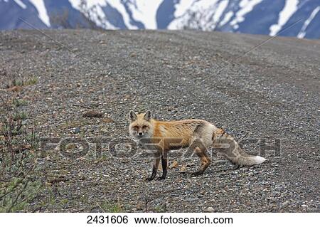 Stock Photograph - Red Fox (Vulpes vulpes) near park road in Denali National Park; Alaska, United States of America. Fotosearch