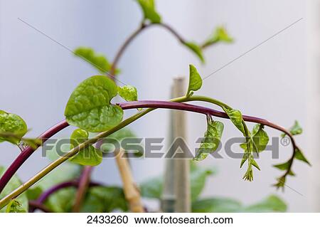 Red Malabar spinach (Basella rubra); Toronto, Ontario, Canada View Large Photo Image Stock Image - Red Malabar spinach (Basella rubra); Toronto, Ontario, Canada. Fotosearch
