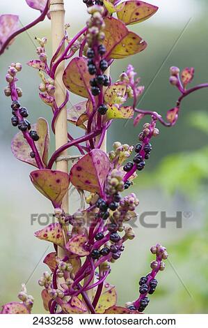 Stock Photo - Red Malabar spinach gone to seed (Basella rubra); Toronto, Ontario, Canada. Fotosearch