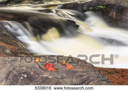 Stock Photograph - Red maple leaves on rock at Stubb's Falls, Arrowhead Provincial Park, near Huntsville; Ontario, Canada. Fotosearch