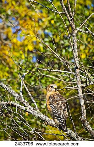 Red-Shouldered Hawk (Buteo lineatus) in fall foliage, Blue Spring State Park; Orange City, Florida, United States of America View Large Photo Image Stock Photograph - Red-Shouldered Hawk (Buteo lineatus) in fall foliage, Blue Spring State Park; Orange City, Florida, United States of America. Fotosearch