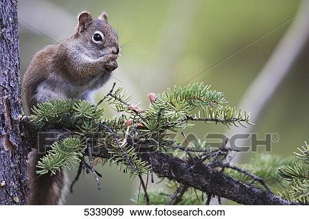 Red squirrel eating in a tree; Yukon, Canada View Large Photo Image Stock Photo - Red squirrel eating in a tree; Yukon, Canada. Fotosearch