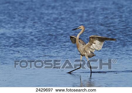 Stock Photo - Reddish egret (Egretta rufescens) fishing in tidal flats at low tide, wings outspread, Merritt Island National Wildlife Refuge; Florida, United States of America. Fotosearch