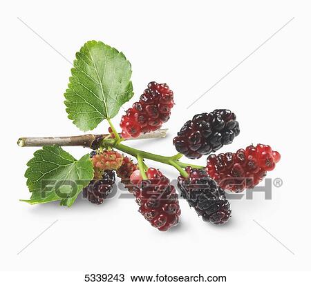 Ripe and unripe berries on a stem with leaves View Large Photo Image Stock Image - Ripe and unripe berries on a stem with leaves. Fotosearch