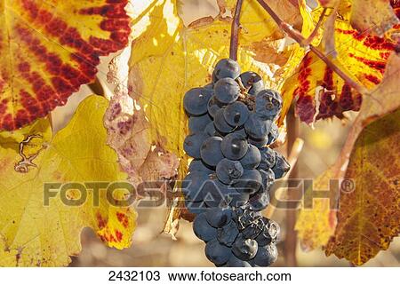 Ripe grapes with some late season defects and leaves in autumn colours; Mendoza, Argentina View Large Photo Image Stock Image - Ripe grapes with some late season defects and leaves in autumn colours; Mendoza, Argentina. Fotosearch