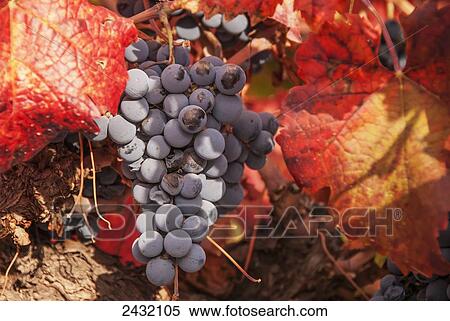 Ripe grapes with some late season defects and leaves in autumn colours; Mendoza, Argentina View Large Photo Image Stock Photography - Ripe grapes with some late season defects and leaves in autumn colours; Mendoza, Argentina. Fotosearch