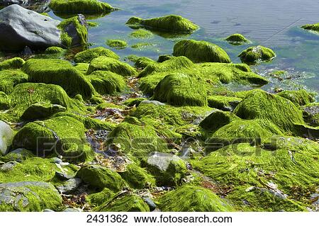 Rocks covered in bright green seaweed on Aberdaron beach, Llyn Peninsula, North Wales View Large Photo Image Stock Image - Rocks covered in bright green seaweed on Aberdaron beach, Llyn Peninsula, North Wales. Fotosearch