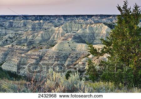 Stock Photo - Rocky Mountain juniper (Juniperus scopulorum) in the Little Missouri Grasslands; North Dakota, United States of America. Fotosearch
