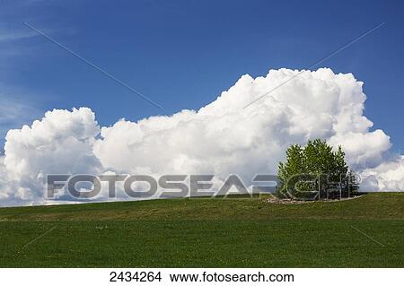 Picture - Rolling grassy hill with grouping of trees and thunderstorm clouds in background with blue sky; Alberta, Canada. Fotosearch