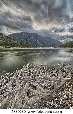 Roots from an old stump along the shores of Buttle Lake, Strathcona Provincial Park; British Columbia, Canada View Large Photo Image Stock Image - Roots from an old stump along the shores of Buttle Lake, Strathcona Provincial Park; British Columbia, Canada. Fotosearch