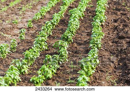 Rows of Genovese basil ogrowing on an organic farm; Toronto, Ontario, Canada View Large Photo Image Picture - Rows of Genovese basil ogrowing on an organic farm; Toronto, Ontario, Canada. Fotosearch