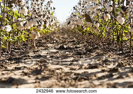 Stock Photograph - Rows of ripe cotton, Hinds County; Mississippi, United States of America. Fotosearch
