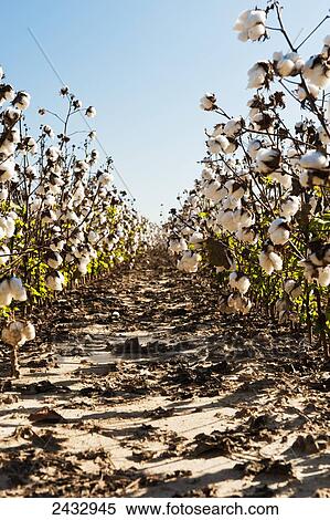 Rows of ripe cotton, Hinds County; Mississippi, United States of America View Large Photo Image Stock Photography - Rows of ripe cotton, Hinds County; Mississippi, United States of America. Fotosearch