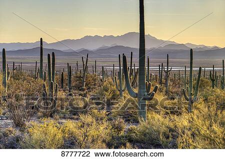 Saguaro National Park; Arizona, United States of America View Large Photo Image Stock Image - Saguaro National Park; Arizona, United States of America. Fotosearch