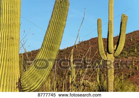 Stock Photography - Saguaro National Park; Arizona, United States of America. Fotosearch