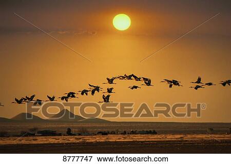 Sandhill cranes (grus canadensis), whitewater draw; Arizona, United States of America View Large Photo Image Stock Photo - Sandhill cranes (grus canadensis), whitewater draw; Arizona, United States of America. Fotosearch