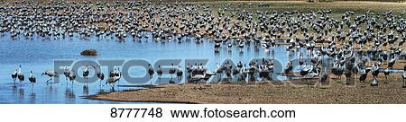 Sandhill cranes (grus canadensis), whitewater draw; Arizona, United States of America View Large Photo Image Stock Photo - Sandhill cranes (grus canadensis), whitewater draw; Arizona, United States of America. Fotosearch