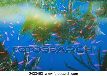 Stock Image - School of orange fish with reflection of palm trees in the surface of the water; Tarifa, Cadiz, Andalusia, Spain. Fotosearch