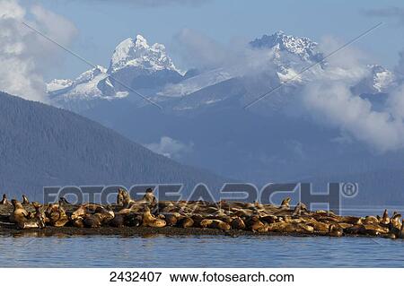 Stock Photo - Sea lions bask in the sun on a small island in Lynn Canal, Inside Passage, Coast Range beyond, Alaska, near Juneau.. Fotosearch