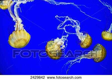 Sea Nettle swims at the Oregon Coast Aquarium; Newport, Oregon, United States of America View Large Photo Image Stock Image - Sea Nettle swims at the Oregon Coast Aquarium; Newport, Oregon, United States of America. Fotosearch
