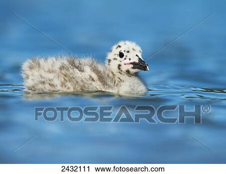 Seagull chick on the water; Yukon, Canada View Large Photo Image Stock Image - Seagull chick on the water; Yukon, Canada. Fotosearch