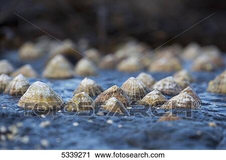 Seashells on a rock; South Shields, Tyne and Wear, England View Large Photo Image Stock Image - Seashells on a rock; South Shields, Tyne and Wear, England. Fotosearch