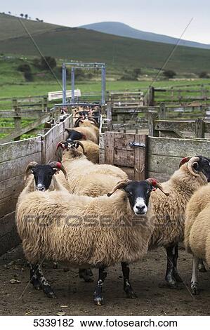 Sheep in a pen with ears tagged; Northumberland, England View Large Photo Image Stock Image - Sheep in a pen with ears tagged; Northumberland, England. Fotosearch