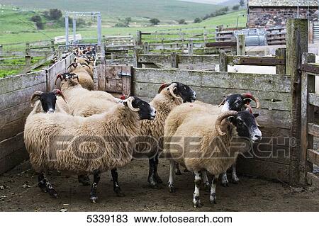 Sheep in a pen with ears tagged; Northumberland, England View Large Photo Image Stock Image - Sheep in a pen with ears tagged; Northumberland, England. Fotosearch